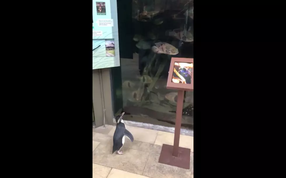 Penguins Explore Entire Shedd Aquarium Amidst COVID-19 Closing