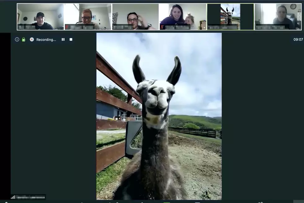 Invite a Llama or Goat to Your Next Zoom Work Meeting for Under $100