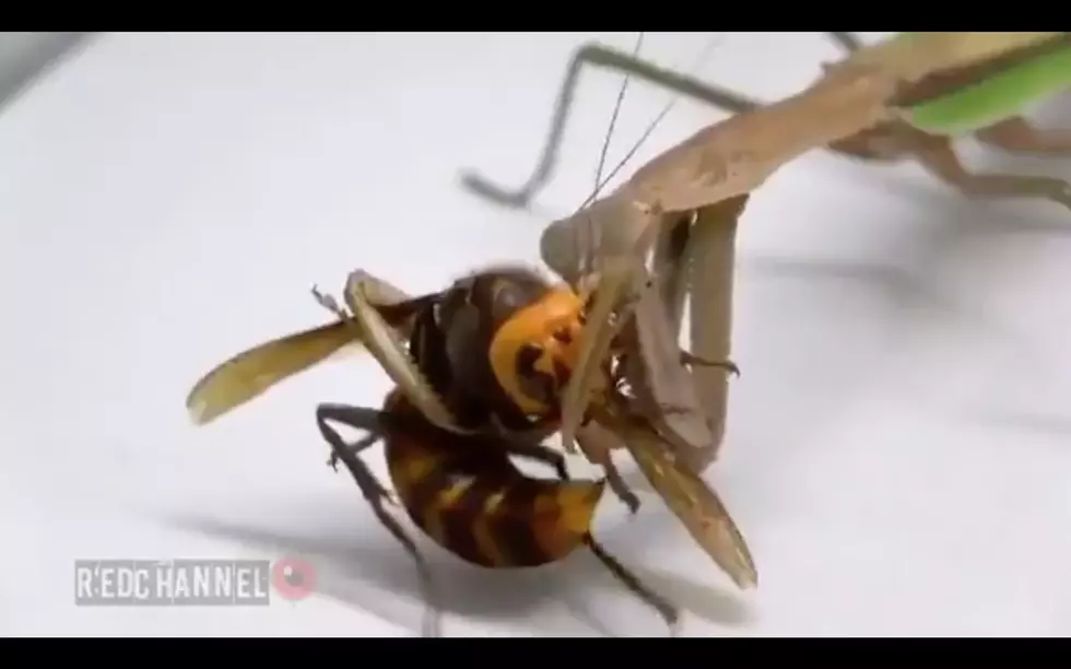 Terrifying Murder Hornets Are No Match For Praying Mantis