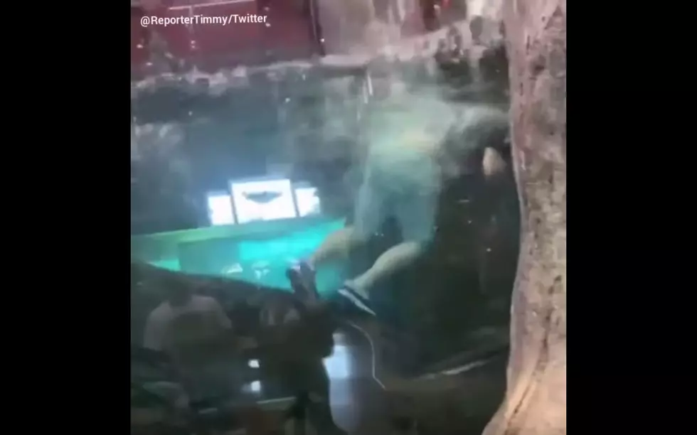 Man Busted for Swimming in Bass Pro Shop Aquarium