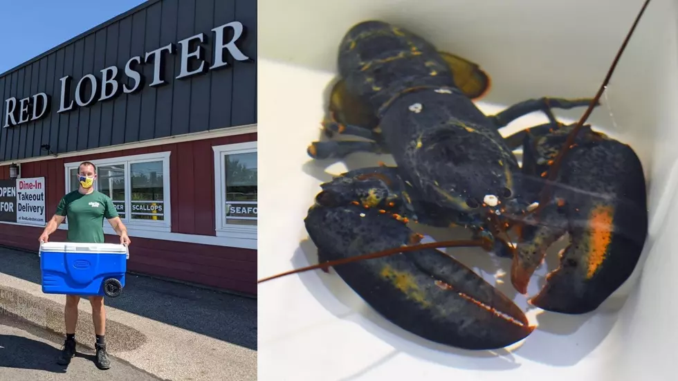Red Lobster Employee Found Rare Blue Lobster, Sends it to Zoo