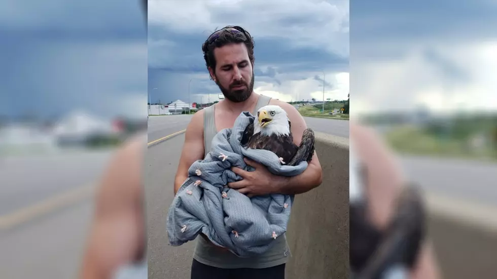 Man Rescues Injured Bald Eagle on Interstate