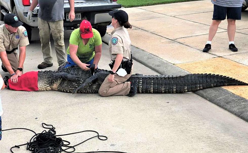 Dad Saves 4-Year-Old Daughter From Alligator