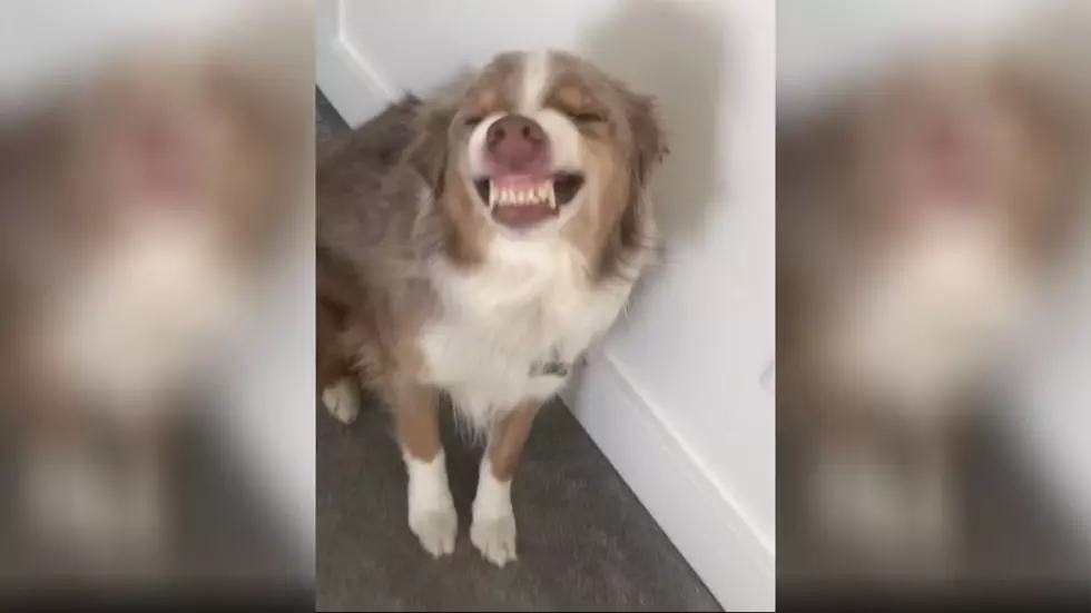 Dog Gets Caught Pooping In House, Cracks Major Grin