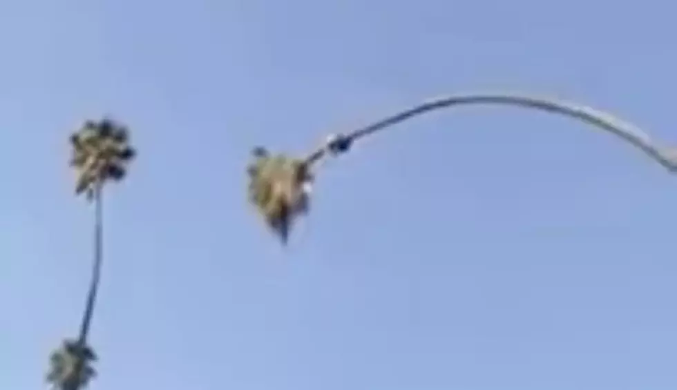 Arborist Goes On Wild Ride After Cutting Head From Leaning Palm Tree