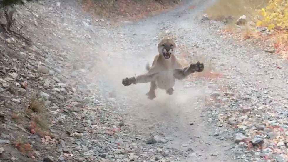 Man Has Terrifying Encounter with Mountain Lion (Video)