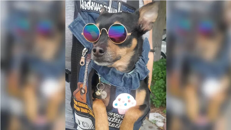 This Dog Has a $10k Wardrobe and Never Wears The Same Thing Twice