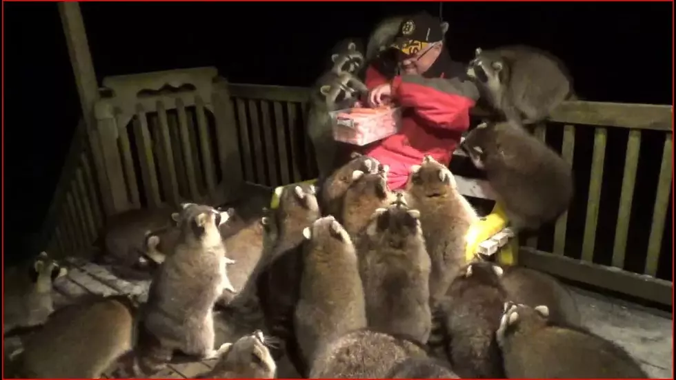 Meet “The Raccoon Whisperer”, Whose Cute Videos Have Gone Viral