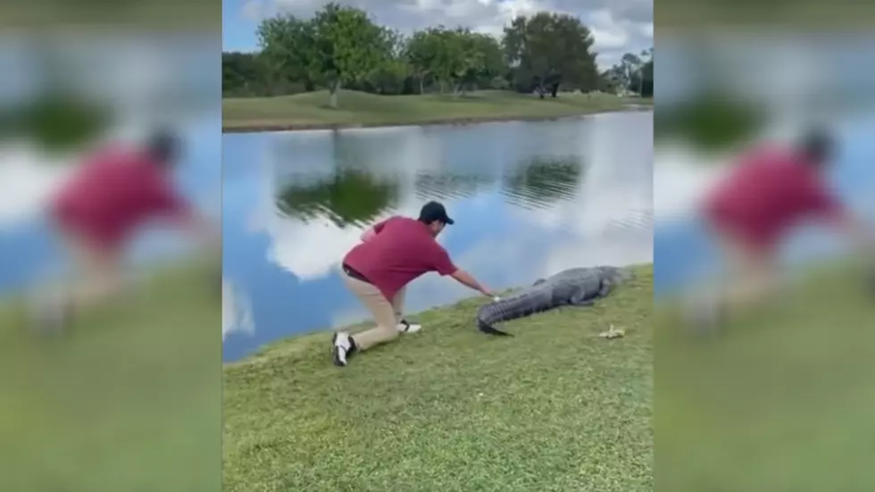 Florida Man Retrieves Golf Ball from Alligator’s Tail