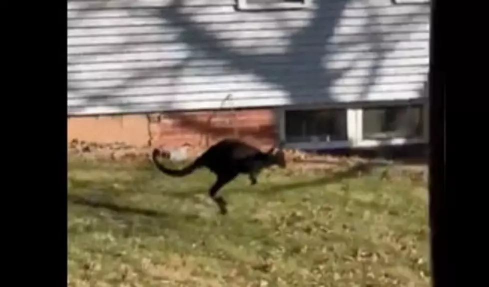 Wallaroo On The Loose In Illinois, Has Been Returned Home