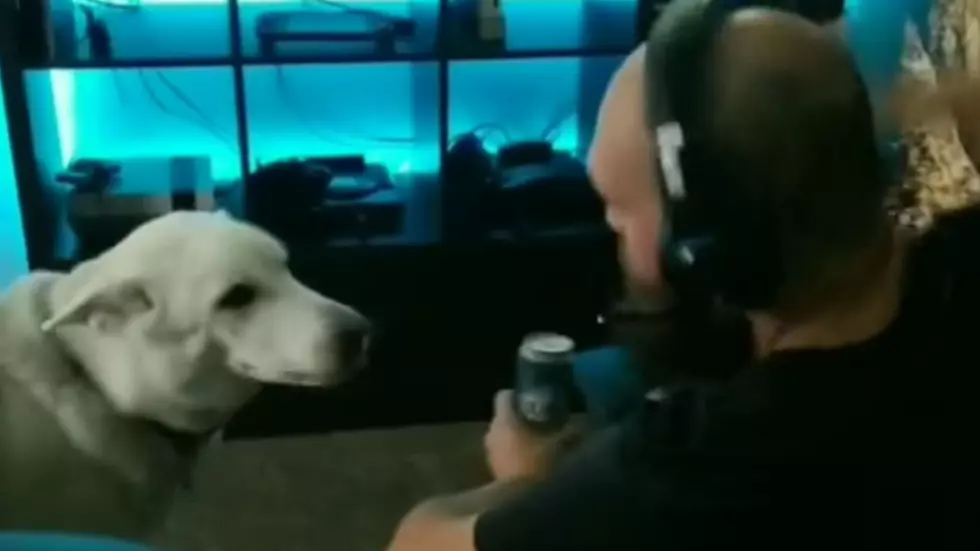 Man Teaches Dog To Grab Beer From Fridge For Him