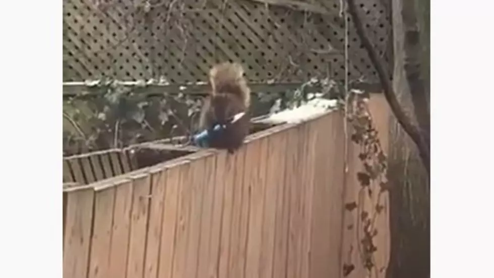Knife-Wielding Squirrel Is What Nightmares Are Made Of