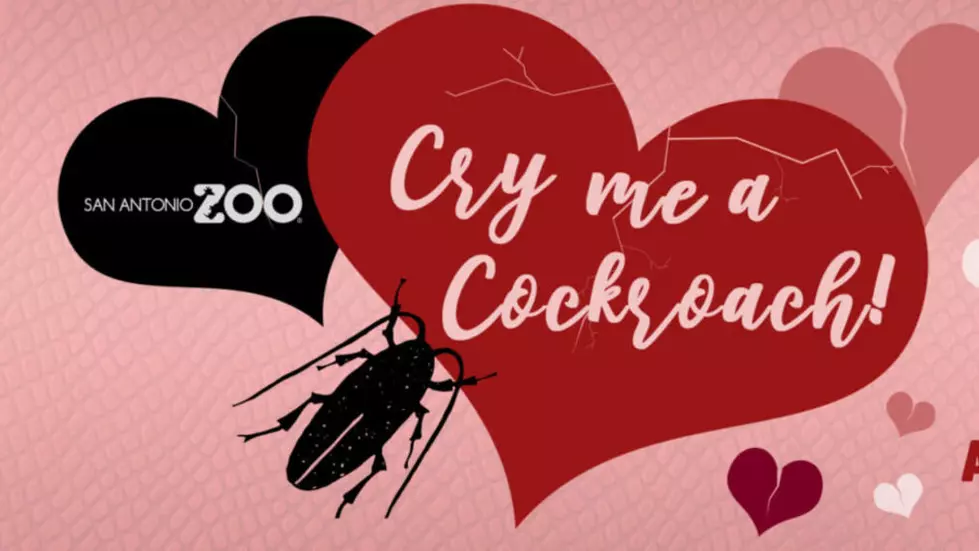 Zoo Offers To Name Cockroaches And Rats After Your Ex For Valentine&#8217;s Day