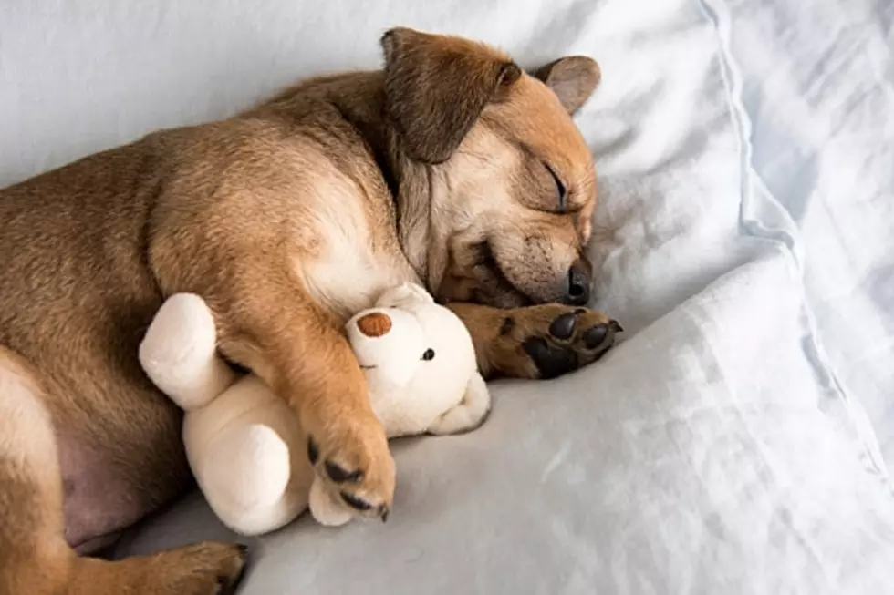 Half of Pet Owners Let Their Dog Sleep in The Bed