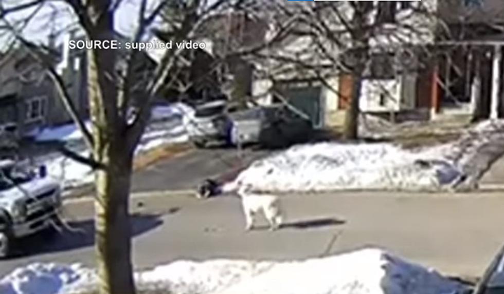 Video Shows Dog Stop Traffic When Owner Has Seizure