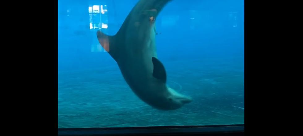 Watch Dolphin Copy Man’s Cartwheels At Aquarium