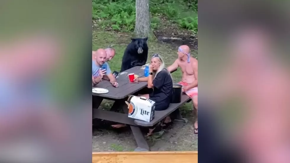 Black Bear Sits Down At Picnic Table With a Family For Lunch
