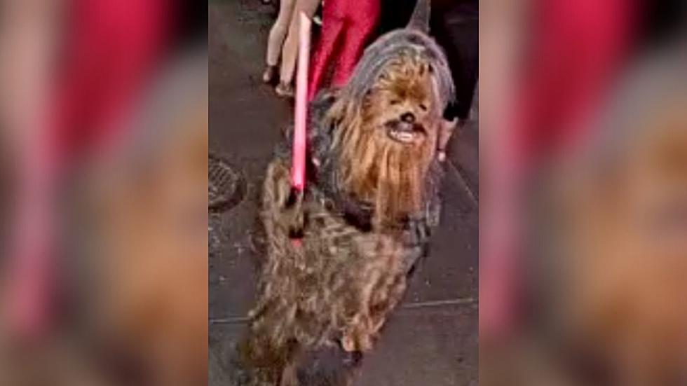 Police Searching for Chewbacca After He Stabbed Someone During a Fight
