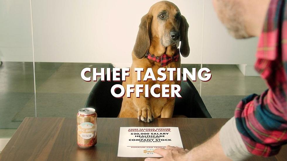 Busch Wants to Hire Your Dog As a Salaried Taste Tester