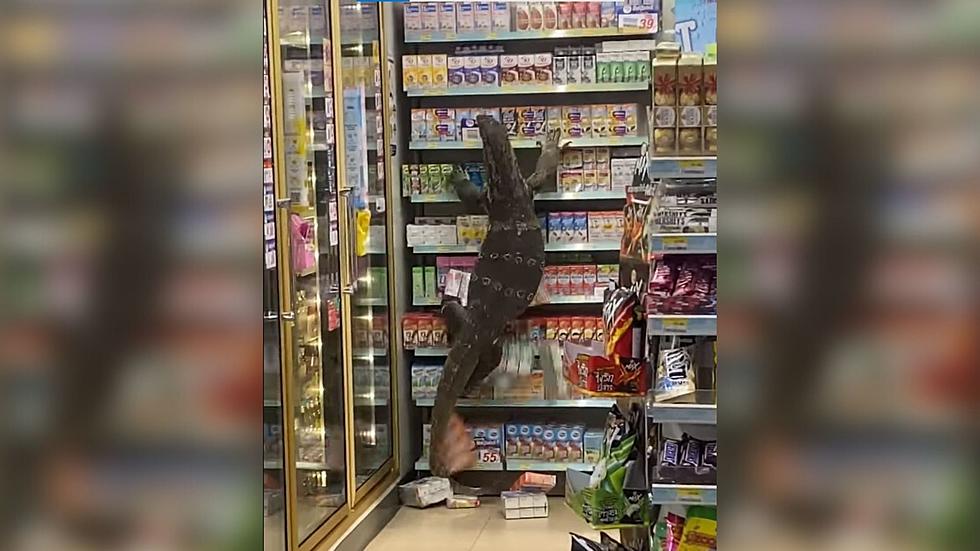 WATCH: Giant Lizard Terrorizes 7-Eleven, Climbs Shelves