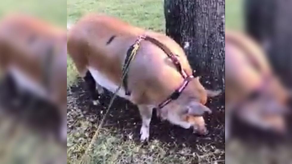 Woman Has Beef With Emotional Support Pig in Park