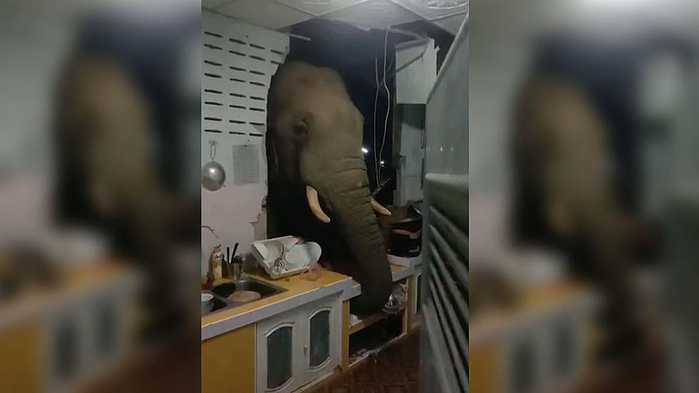 Wild Elephant Broke Through Kitchen Wall to Steal Food