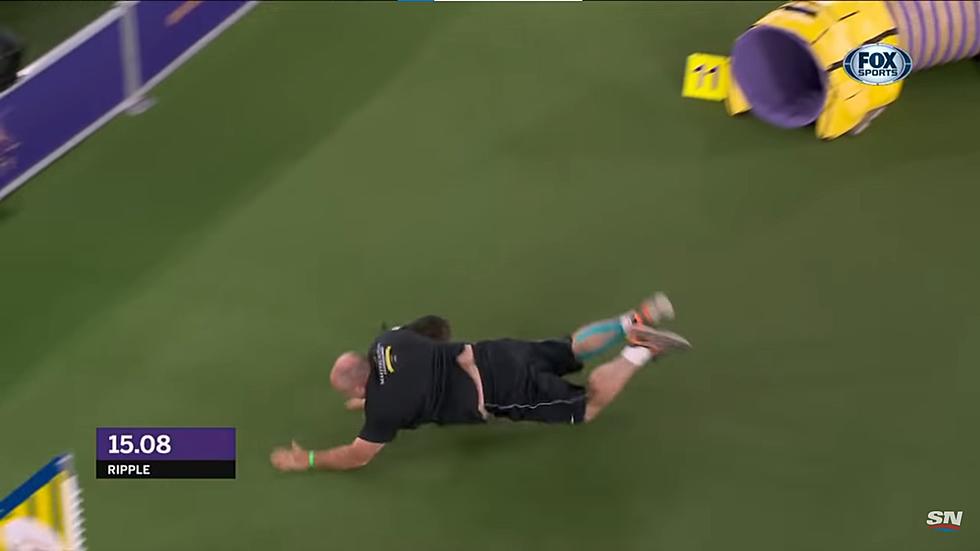 Dog Trainer Wipes Out During Agility Trial at Westminster Dog Show