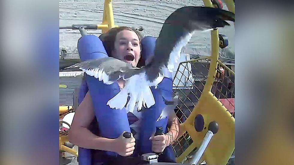 WATCH: Bird Hits Girl In Face On Slingshot Ride