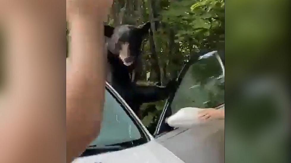 VIDEO: A Bear Locked In A Car, and The Guy Who Decided To Let It Out