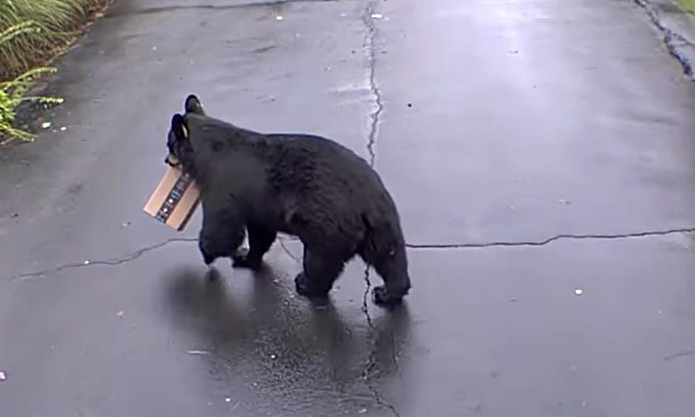 Bear Steals Amazon Package in Viral Video