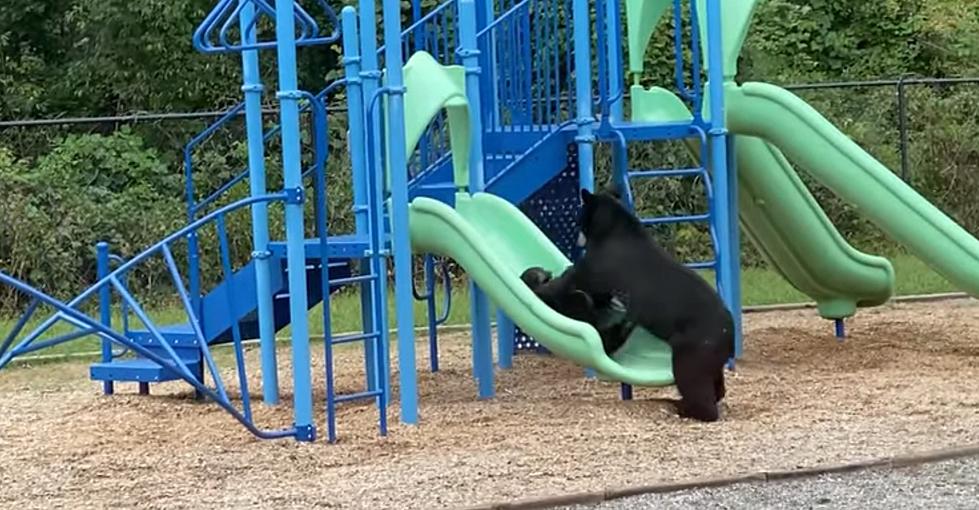 Bear Celebrates After Teaching Cub How To Use a Playground Slide