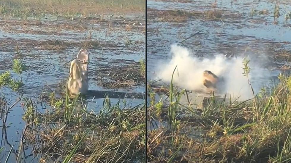 Alligator Starts Smoking After Eating a Drone