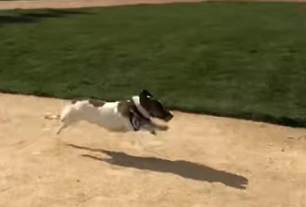 World Record Setting Dog Runs The Bases At Field of Dreams