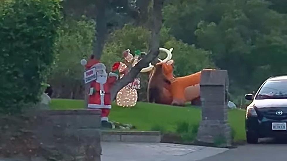 Watch These Bears Destroy a Giant Inflatable Lawn Reindeer