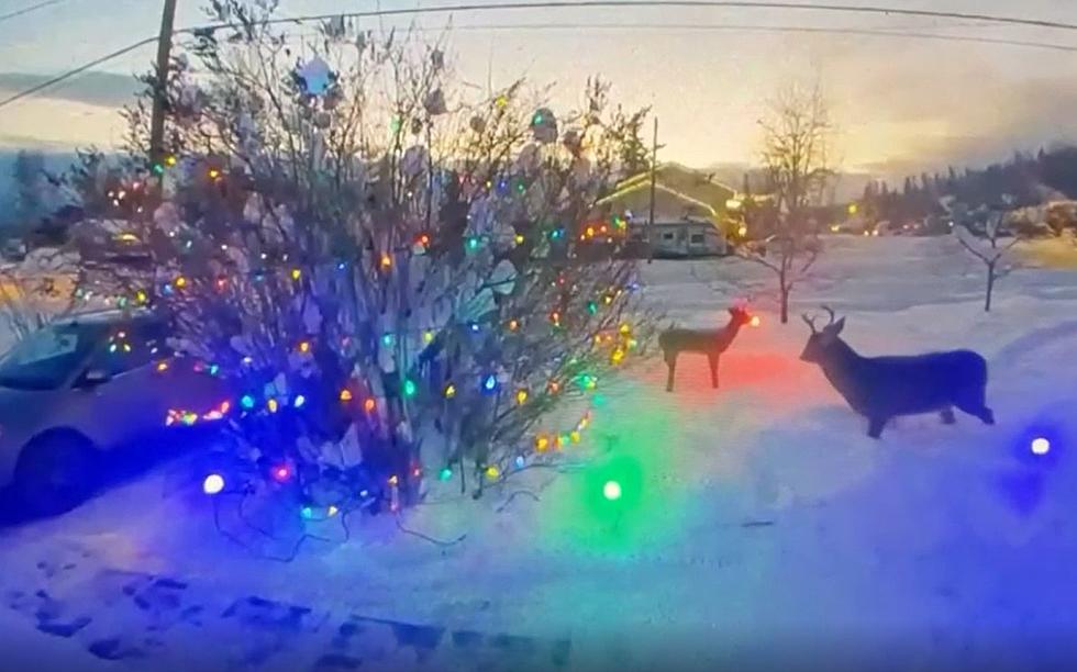 Real Deer Won’t Stop Attacking A Lady’s Poor Rudolph Lawn Ornament