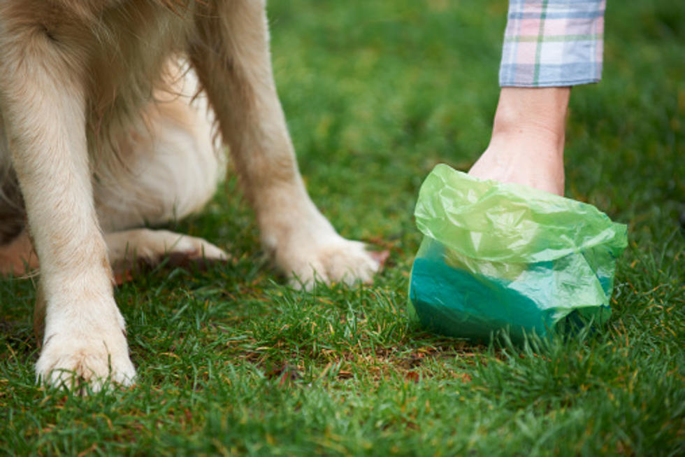 Company Offering More Than $6K to Smell Dog Poop For 2 Months