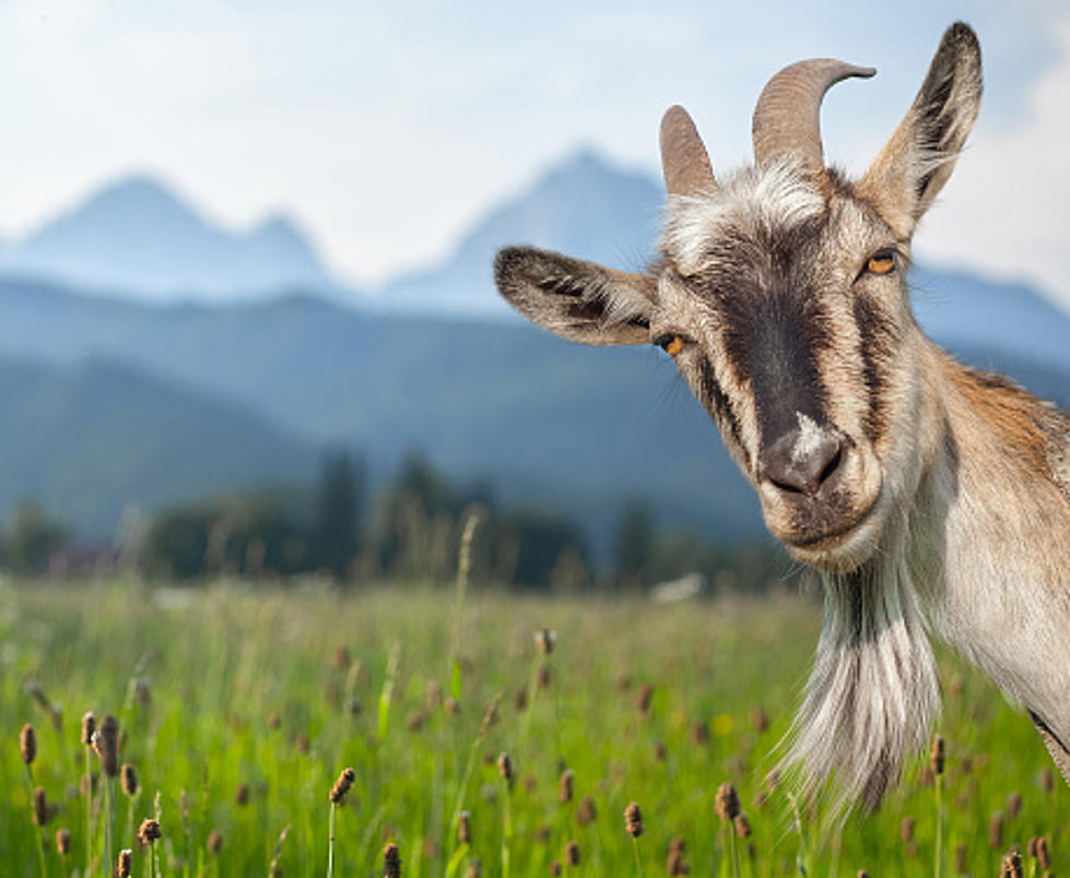 Sheriff&#8217;s Office Praises Hero Goat Who Helped Stop A Suspect