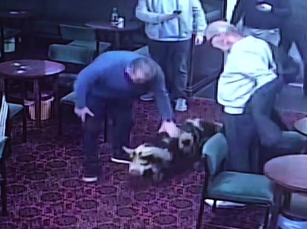 Pig Wanders Into Bar And Has To Be Lured Out With Cheese And Onion Chips