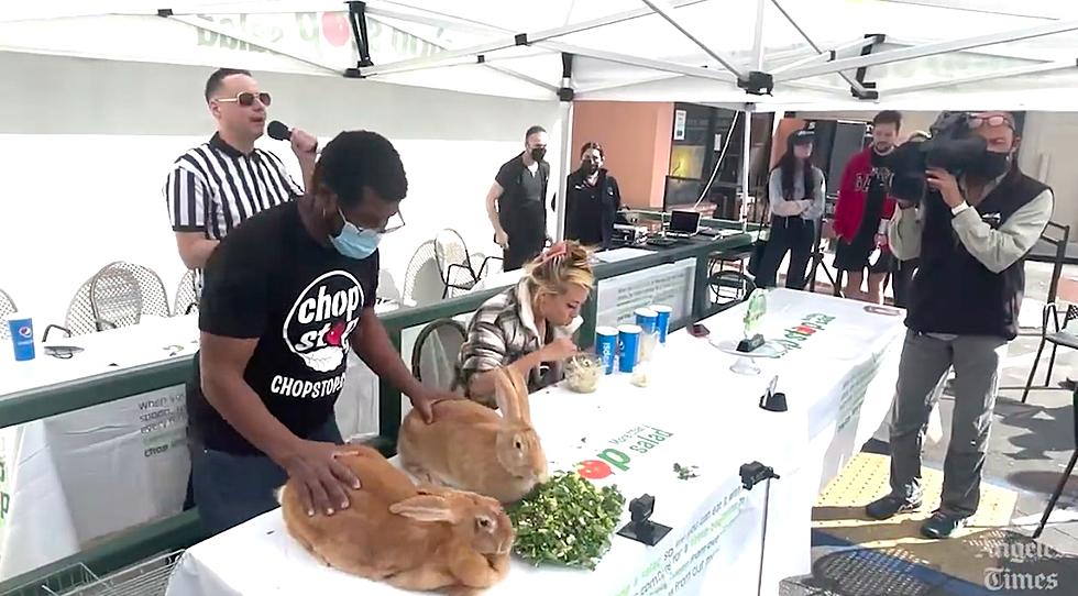Competitive Eater Beats Giant Rabbits In Salad Eating Contest