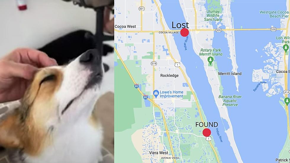 Corgi Swims 7 Miles Down the River After Falling Off A Yacht