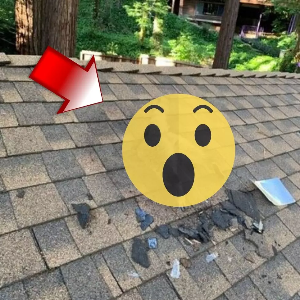 You’ll Never Guess What Animal Got Stuck In This Roof