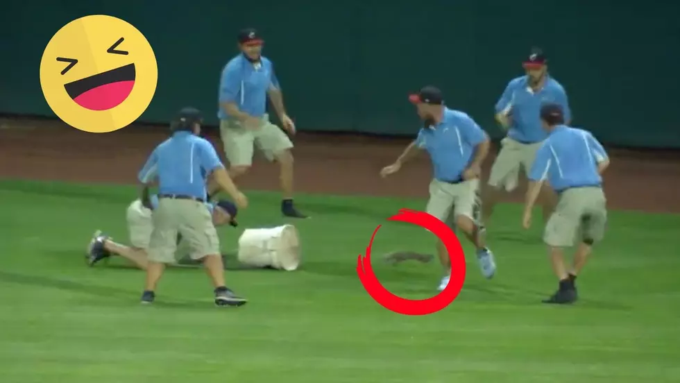 Little Critter Makes Great Escape Away From Grounds Crew During Baseball Game