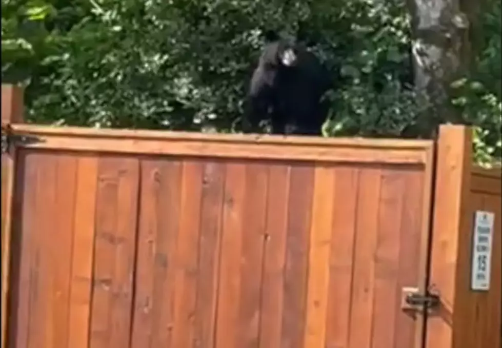 Music Teacher Scares Off Bear Using Nothing But a Trombone