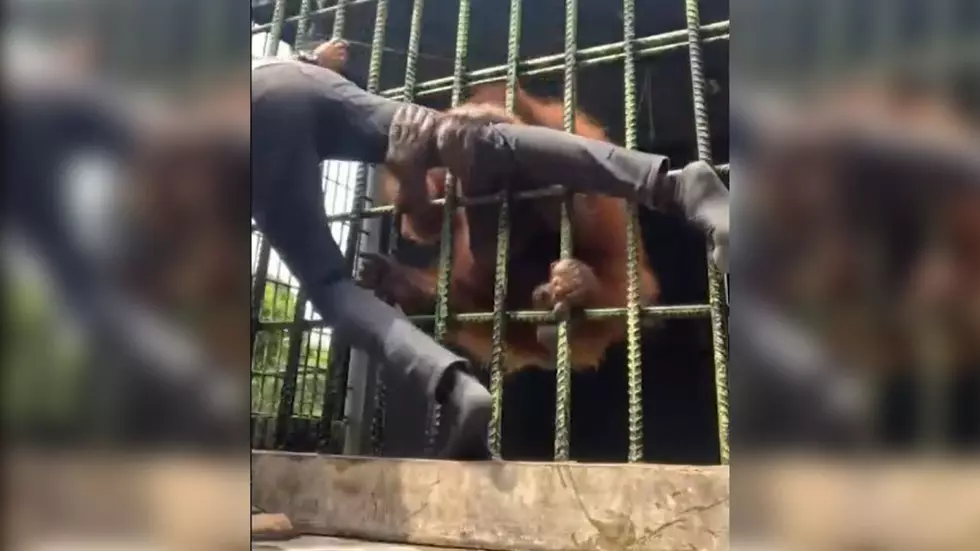 Zoo Visitor Learns Why You Don’t Harrass The Orangutans