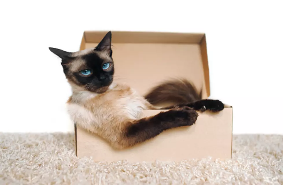 Peeping Tom Arrested After Hiding A GoPro Camera In ExWife’s Kitty Box