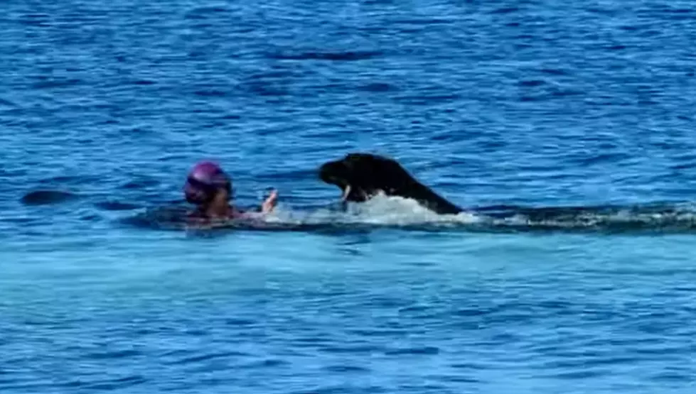 WATCH: Woman Swimming in Honolulu Attacked By Nursing Monk Seal