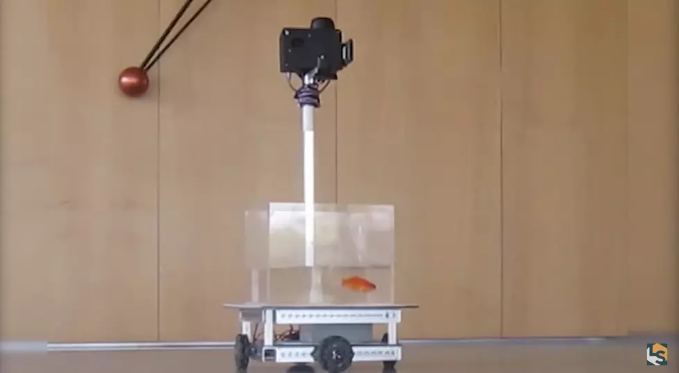 Goldfish Learns How To Drive A Tank Around, Thanks to Science