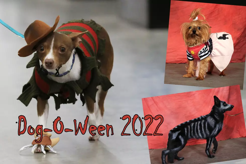 The Results are in for the Dog-O-Ween Costume Contest in Davenport, Iowa