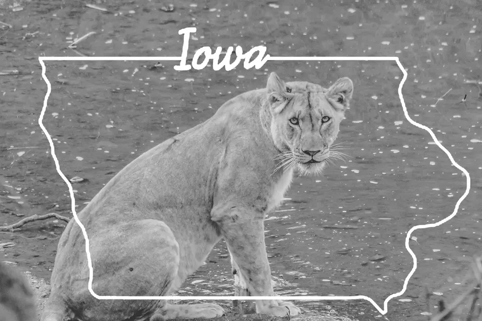 Police Say Mountain Lion in Central Iowa Outside of Des Moines is Headed East