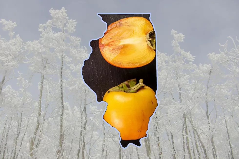 If You’re Lucky Enough to Find This Fruit in Illinois, It Could Predict Our Winter